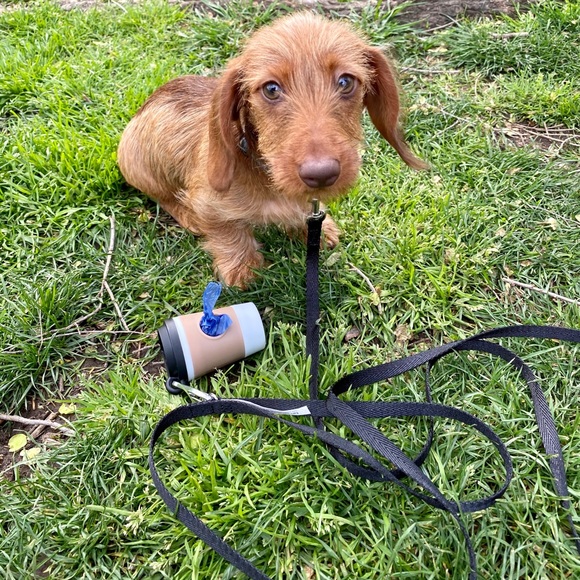 coffee poop bag holder and leash for dog